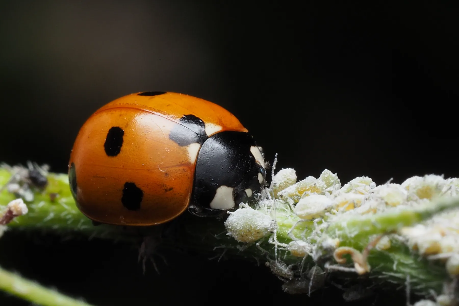Una mariquita de siete puntos sobre un tallo junto a una colonia densa de pulgones