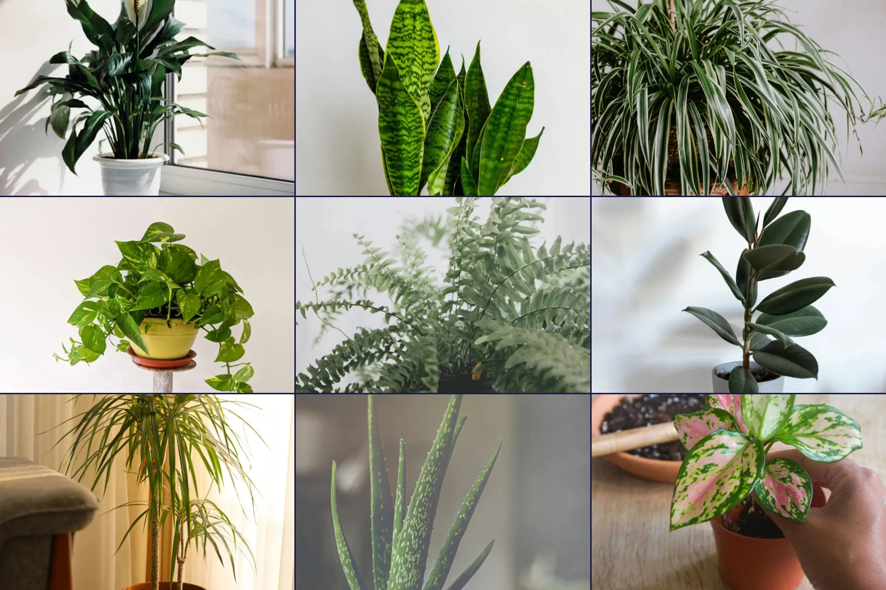 caudex plants Uncarina Ankaranensis 4