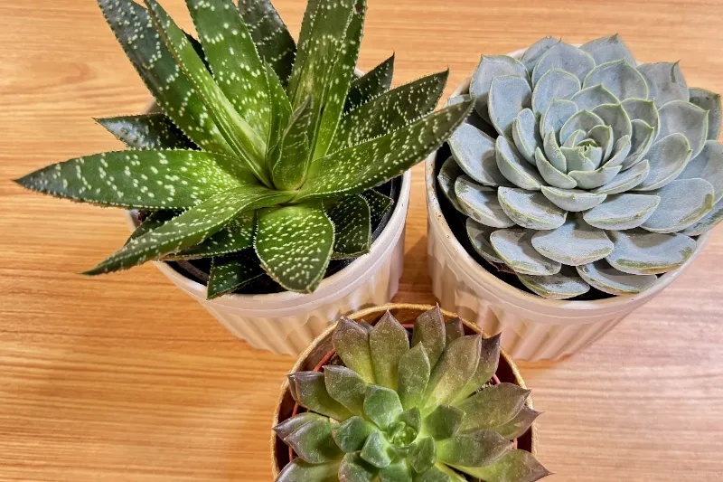 succulent with small leaves Cotyledon Papillaris Choco Line main image 1