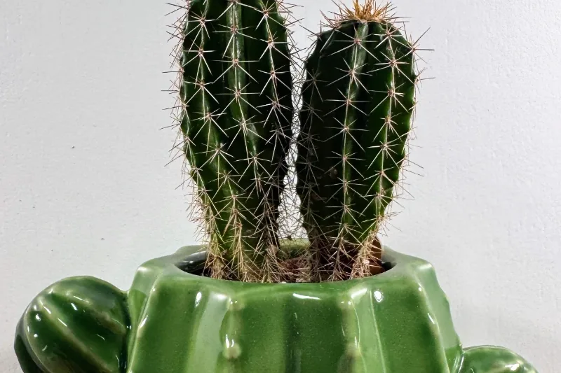 Mini cactus in a tiny pot