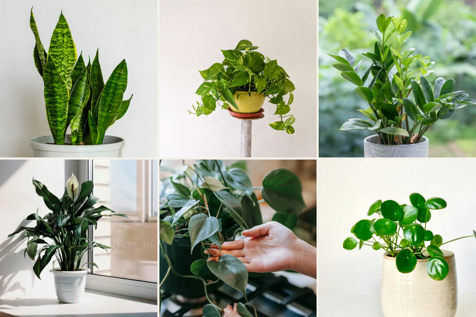 A grid of six low-light houseplants: snake plant, pothos, ZZ plant, peace lily, heartleaf philodendron and pilea