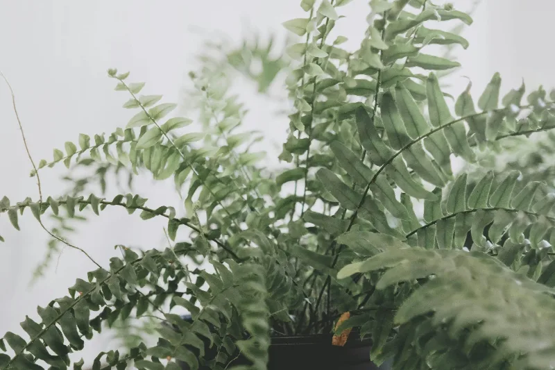 Lush Boston fern hanging in a bright bathroom