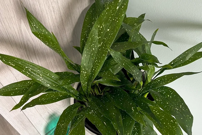 Cast Iron Plant with dark glossy strap-shaped leaves in a bathroom corner