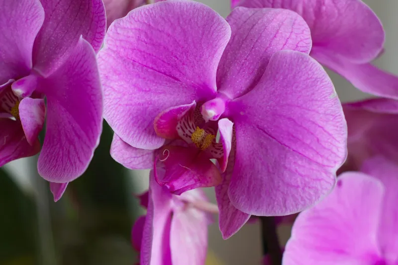 White Phalaenopsis orchid on a bathroom counter