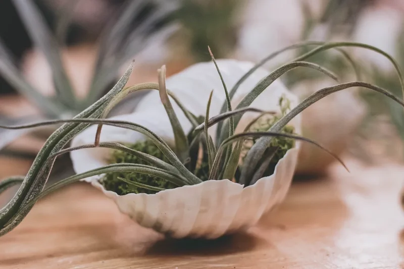 Air plant (Tillandsia) in a white shell in a bathroom setting