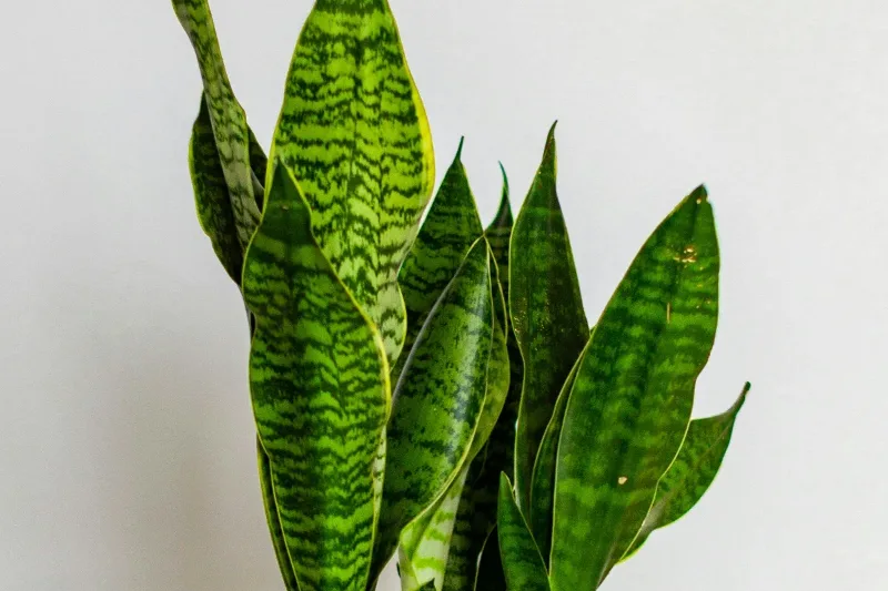 Snake plant in a low-light bathroom corner
