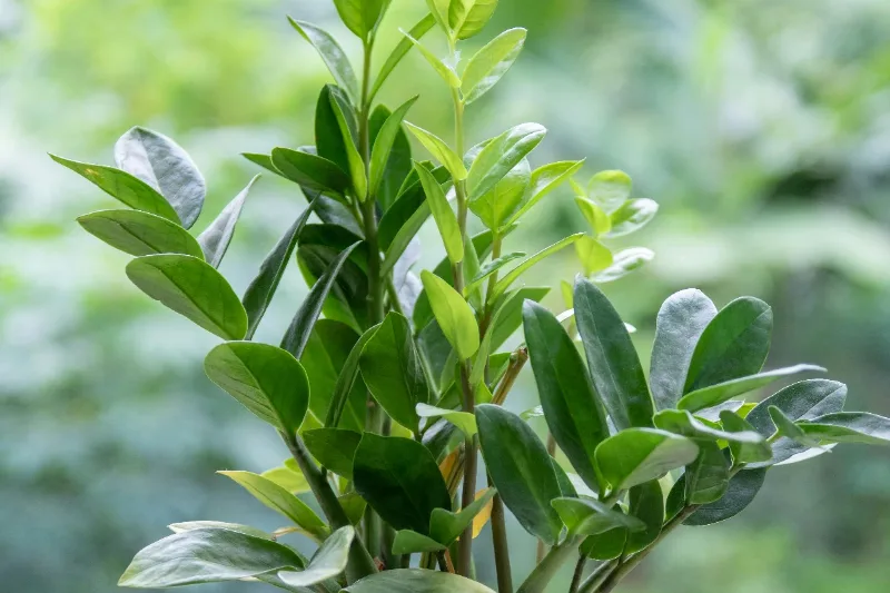ZZ plant in a modern pot on a home office desk