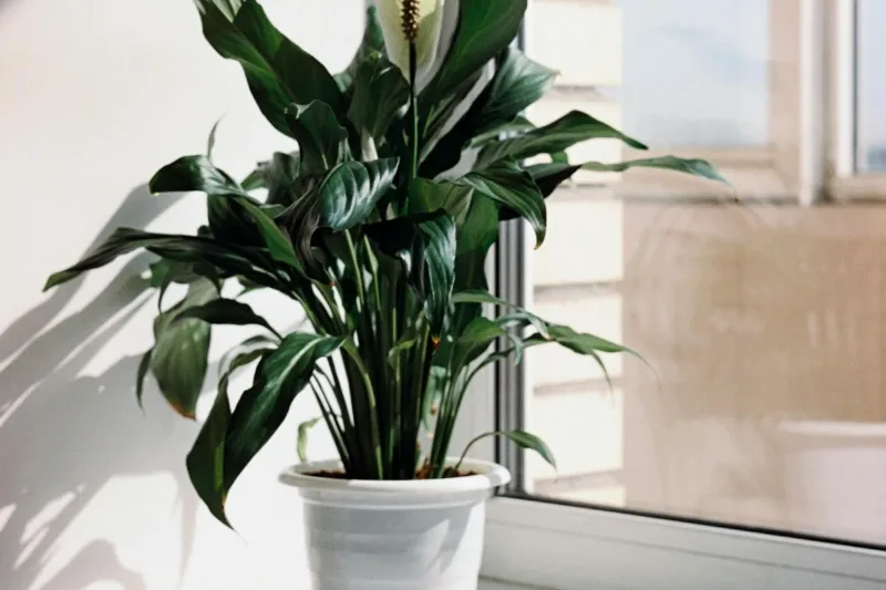 Peace lily in a white pot on an office windowsill