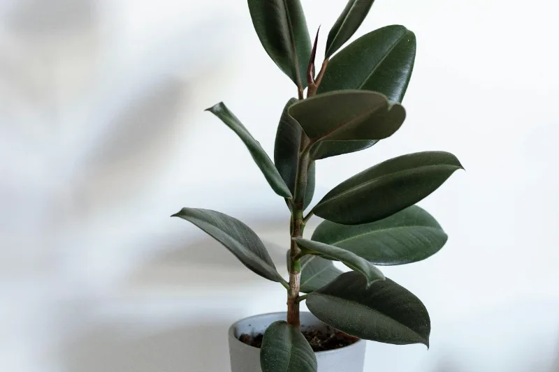 Rubber plant with glossy dark leaves in a home office corner
