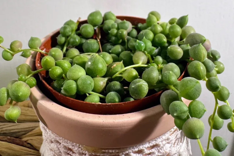String of pearls cascading from a hanging pot