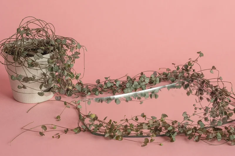 String of Hearts trailing vine with heart-shaped silver and green leaves