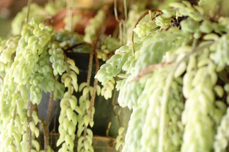 Burros Tail succulent with plump bead-like leaves trailing from hanging pots