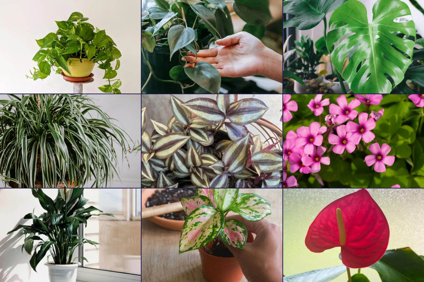 Fast-Growing Indoor Plants | PlantCareAI