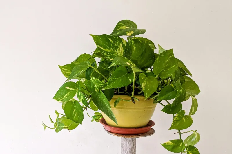 Fast-Growing Indoor Plants | PlantCareAI