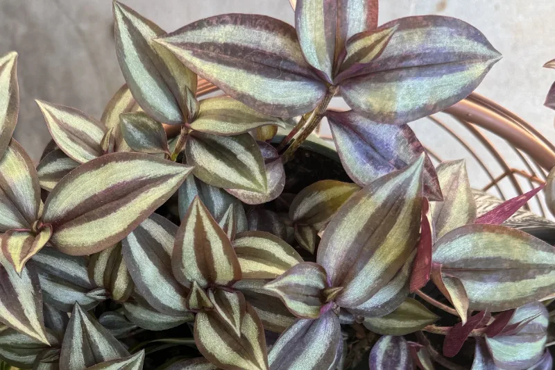 Tradescantia with trailing purple stems