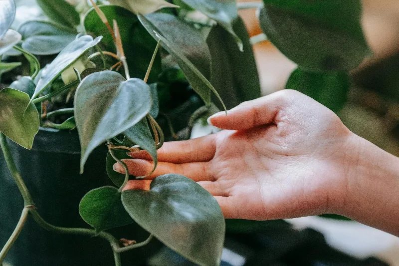 Heartleaf philodendron with long trailing vines