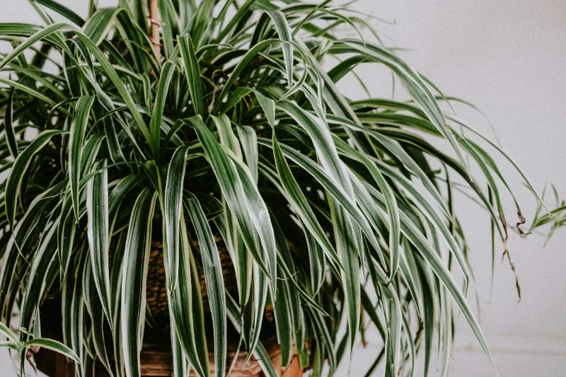 Spider plant with multiple offshoots