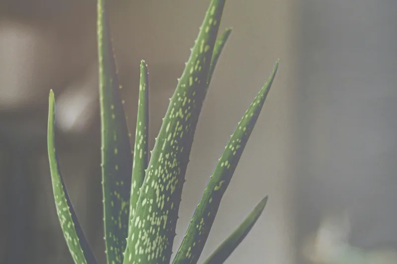Aloe vera plant with plump green leaves