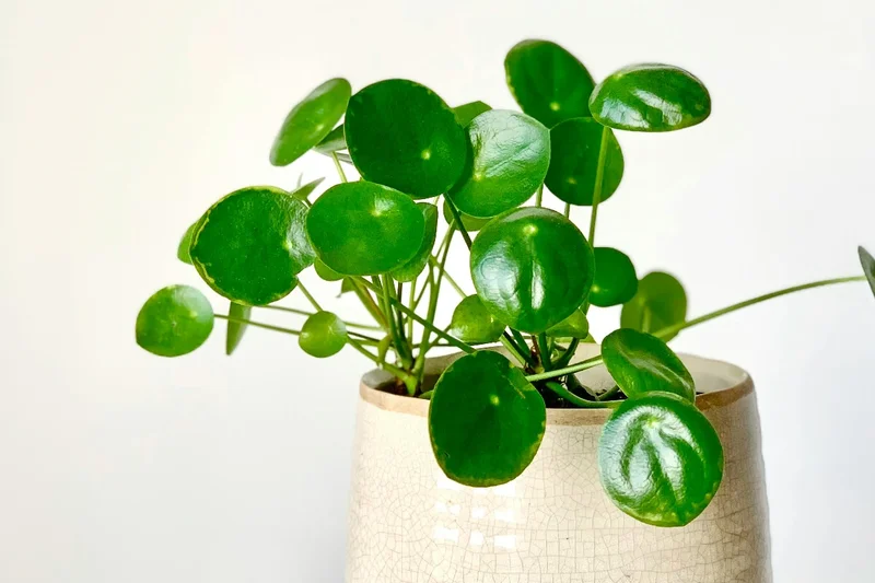 Pilea peperomioides with round pancake-shaped leaves