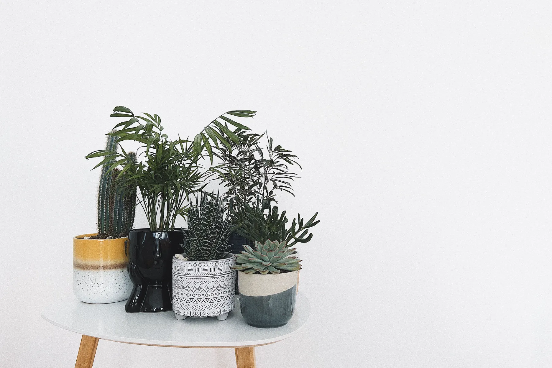 A cactus, a parlor palm, a zebra haworthia, an echeveria and other houseplants grouped in patterned pots on a small white side table