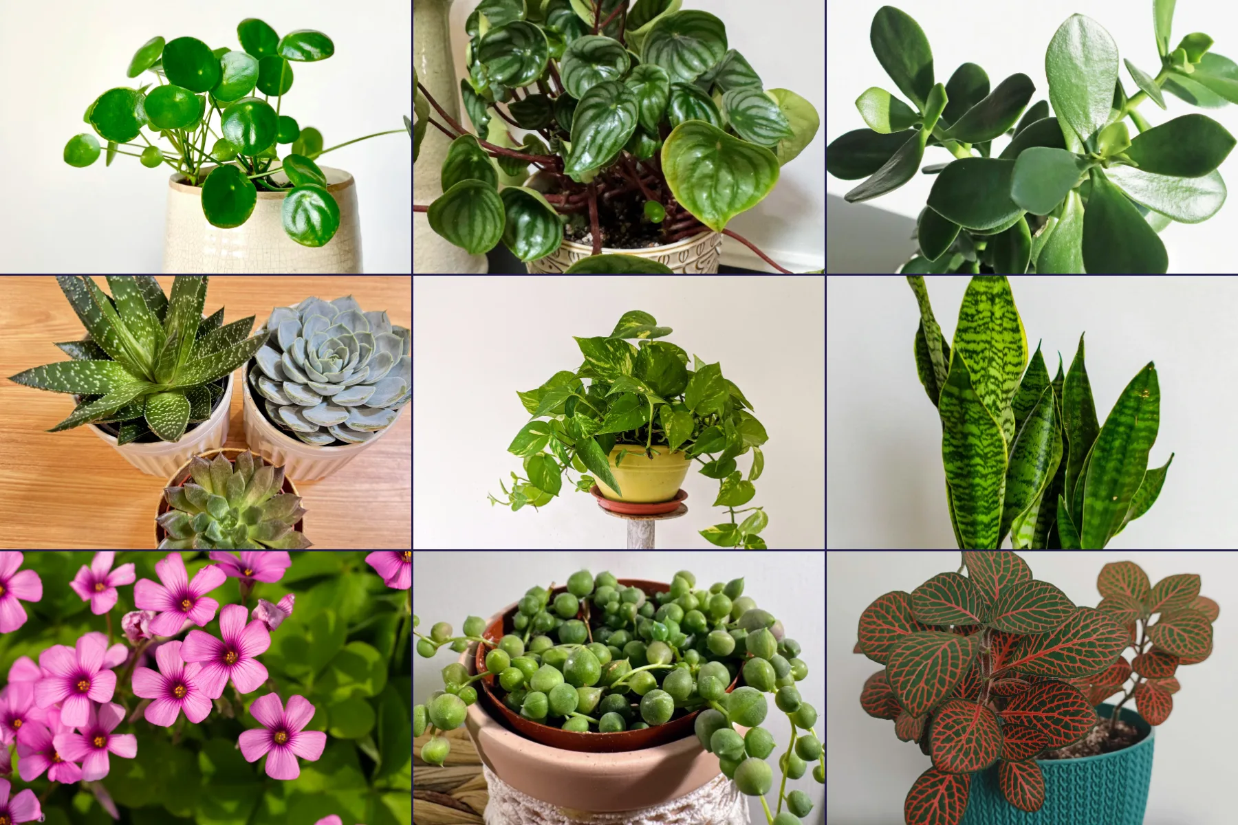 Houseplants for Small Apartments | PlantCareAI