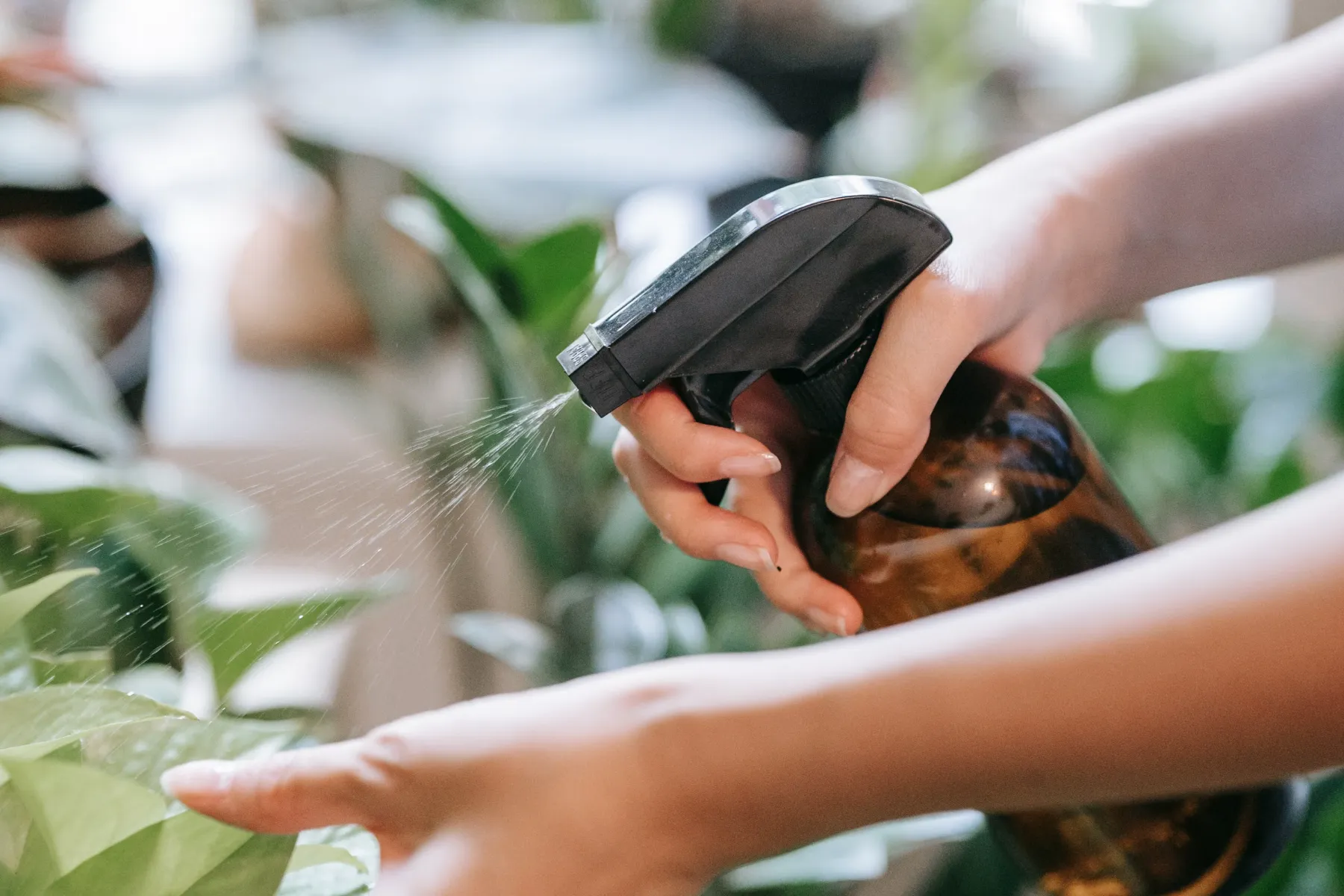 Una mano rociando un pothos con un atomizador ámbar mientras la otra sostiene sus hojas