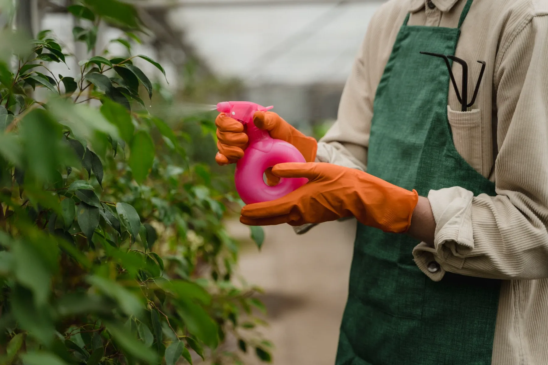 Una persona con guantes naranjas y delantal verde rociando un ficus con un atomizador rosado