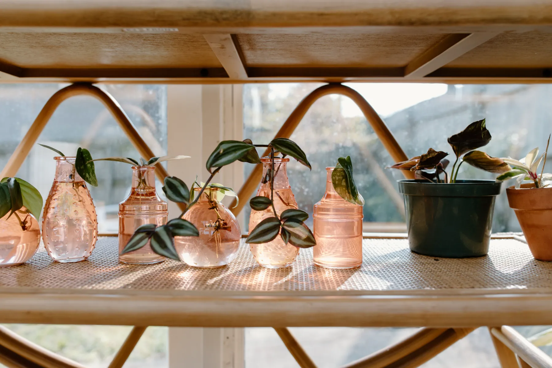 Pothos and tradescantia cuttings rooting in pink glass bottles of water on a sunny rattan shelf, next to two potted plants