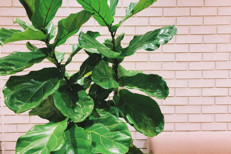 Ficus lira alto con grandes hojas lobuladas