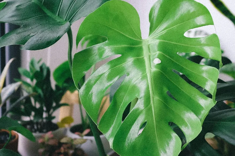 Monstera grande con hojas fenestradas