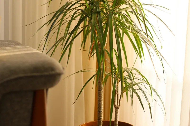 Dracena alta con hojas verdes y amarillas a rayas