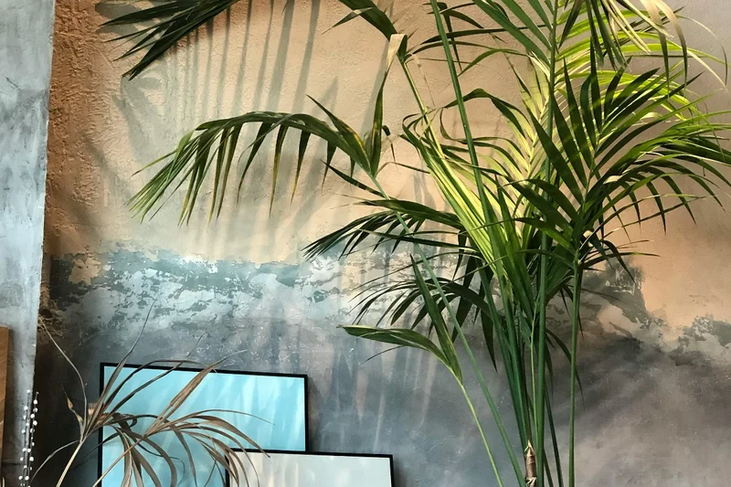 Palma de Kentia con frondes arqueadas de color verde oscuro en un salon luminoso