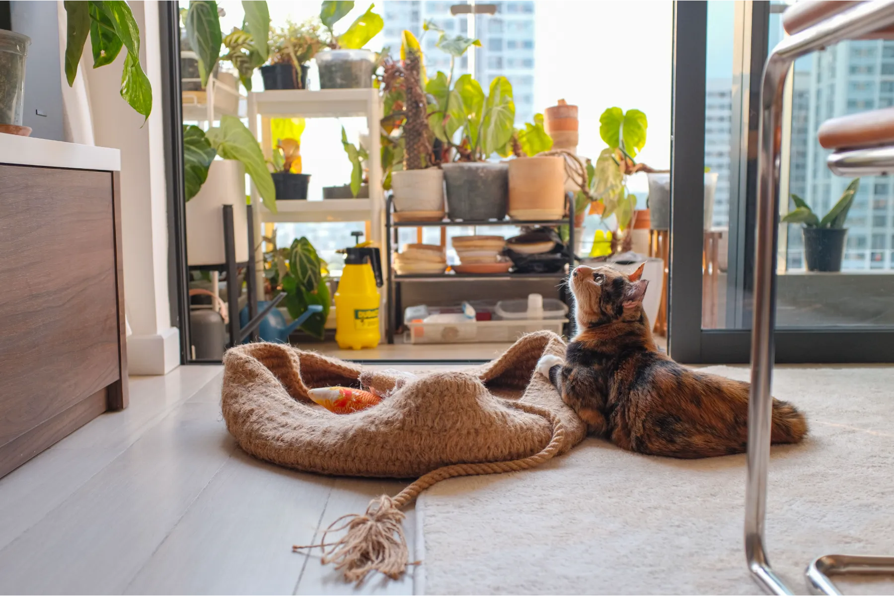 Una gata calicó descansando sobre una alfombra junto a una cama tejida, mirando estantes con plantas en macetas junto a la puerta soleada del balcón