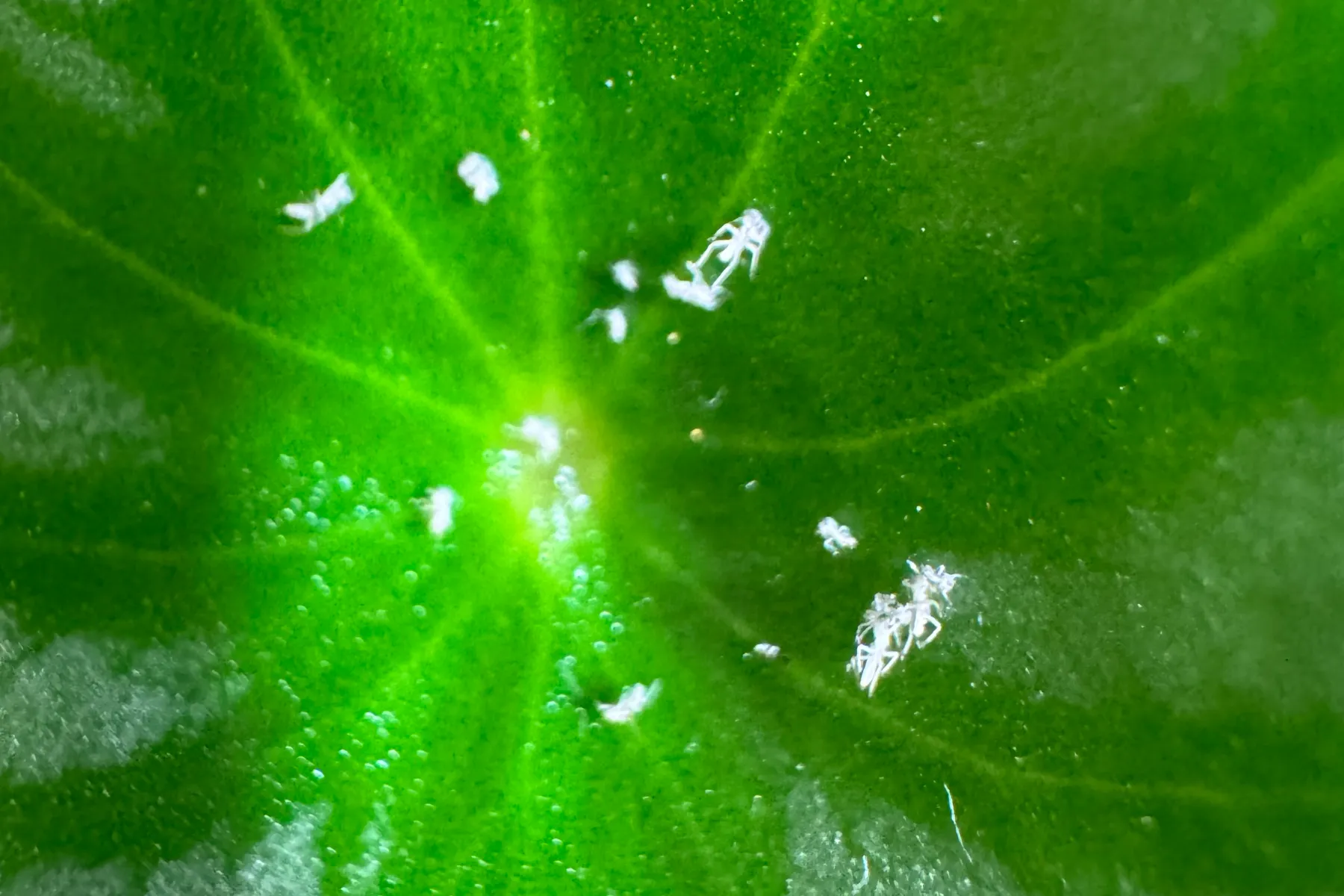 Primer plano de una hoja verde con plagas blancas diminutas y mudas agrupadas a lo largo de sus nervaduras
