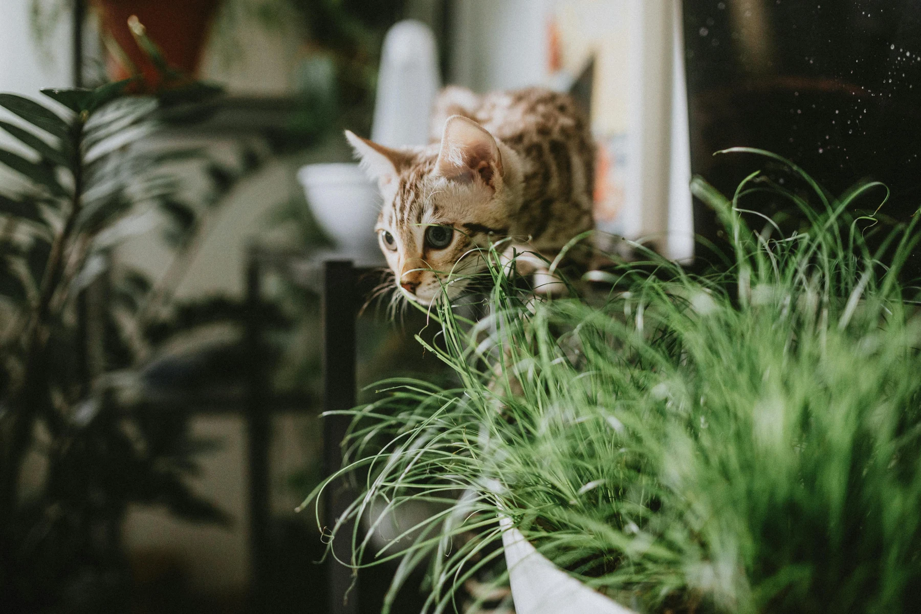 Gato sentado en una mesa detras de una planta con flores en maceta