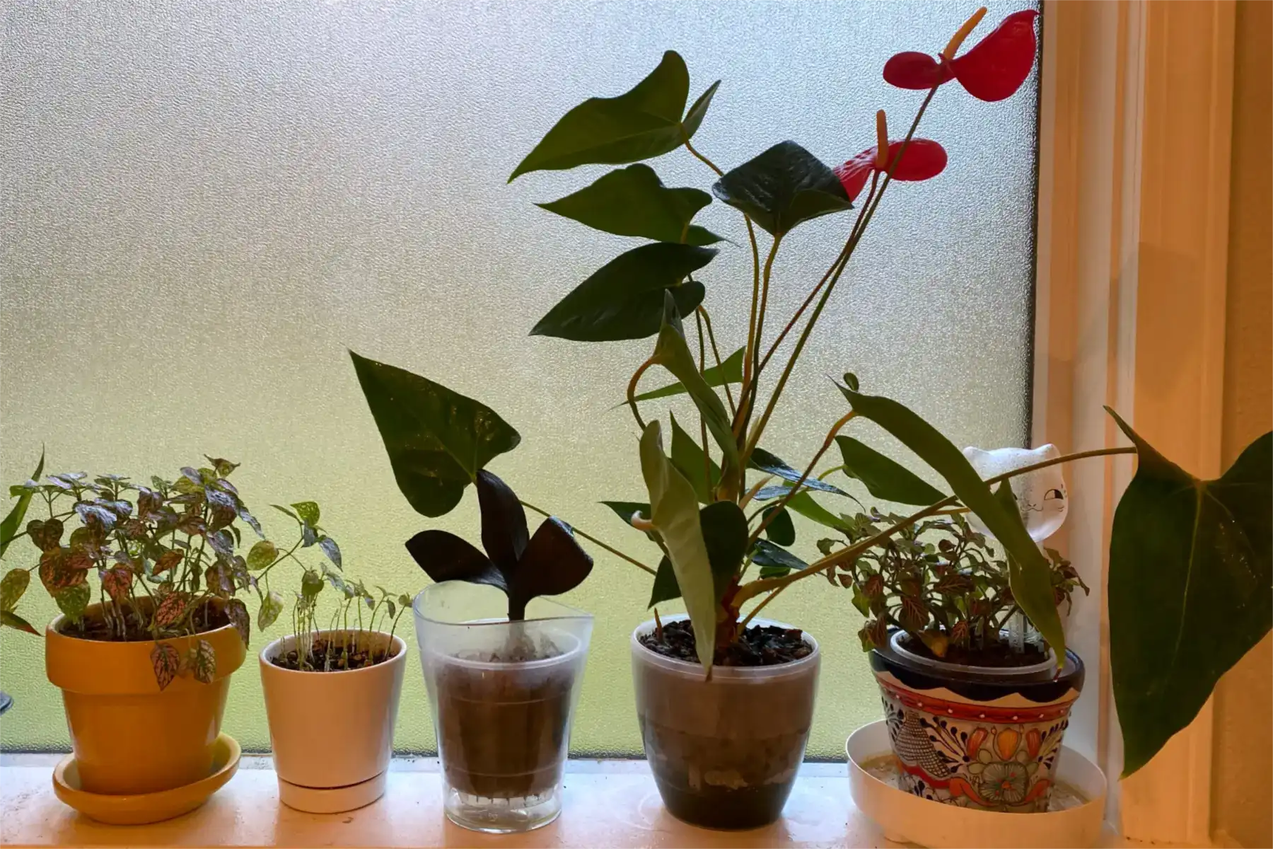 Un alféizar con plantas en macetas autorregables transparentes y platos, entre ellas un anturio en flor y un bulbo de riego de cerámica con forma de gato
