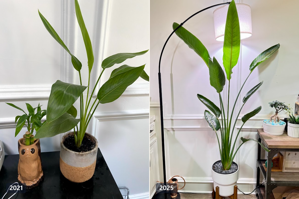 Side-by-side comparison of a Bird of Paradise plant in 2021, small and in a starter pot, and the same plant in 2025, now taller than a floor lamp.