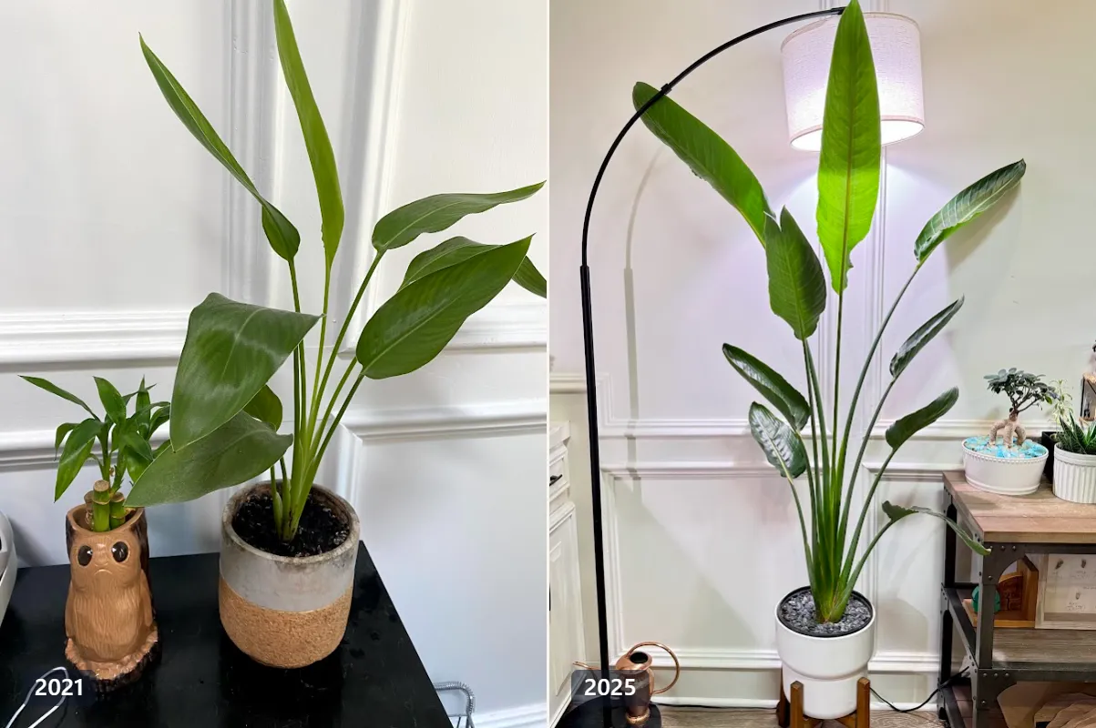 Side-by-side comparison of a Bird of Paradise plant in 2021, small and in a starter pot, and the same plant in 2025, now taller than a floor lamp.