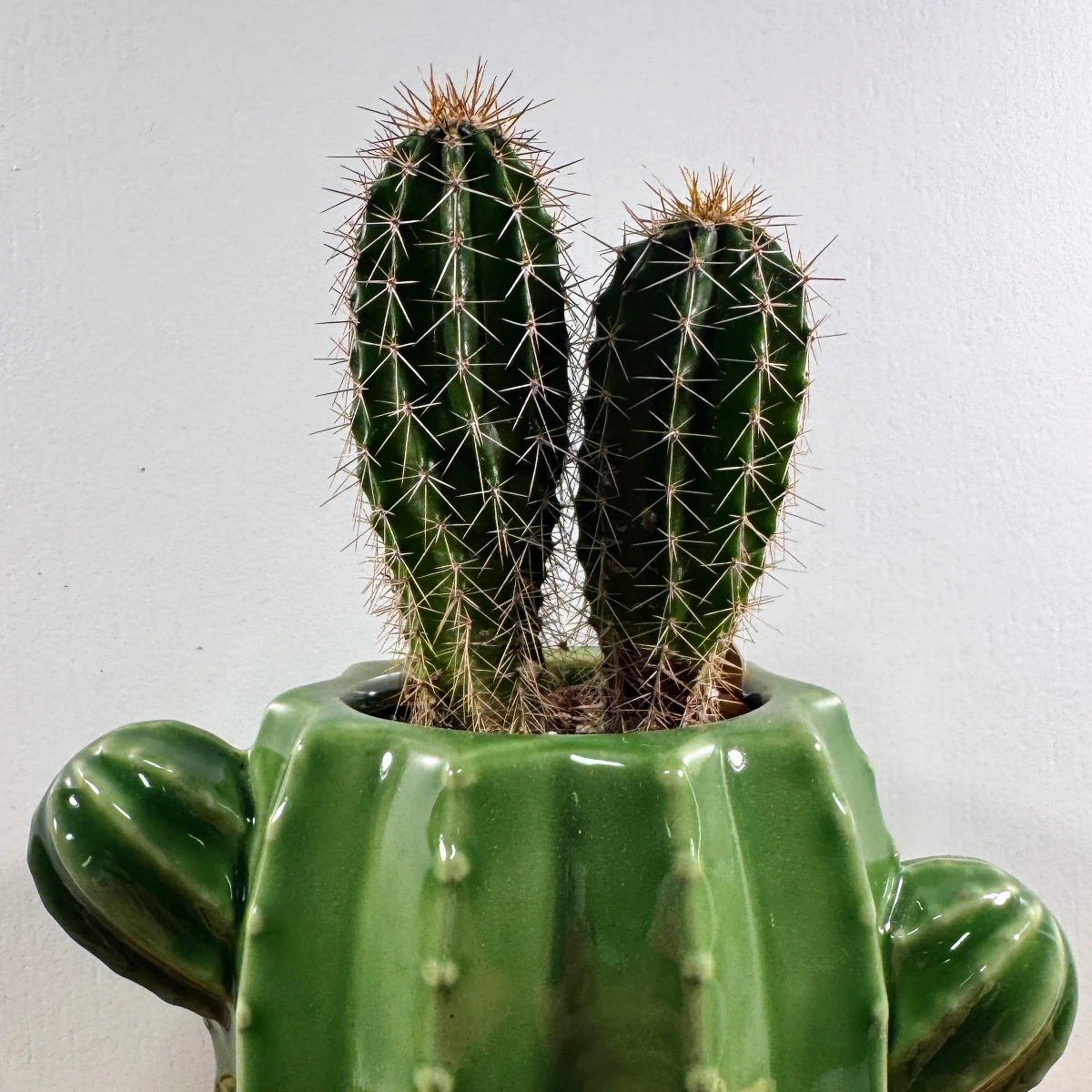 Cactus Care Guide | PlantCareAI